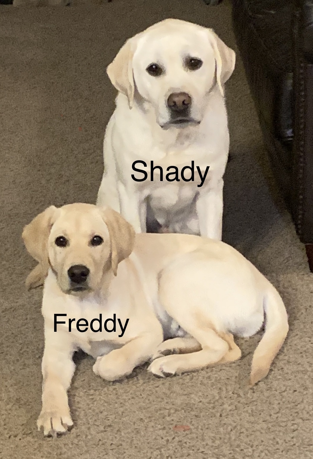 verus life advantage