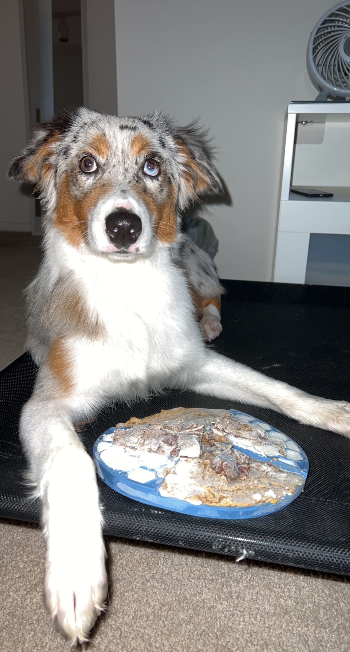 Organic Blue Spirulina Allergy & Immune Support Supplement Beasts Feast