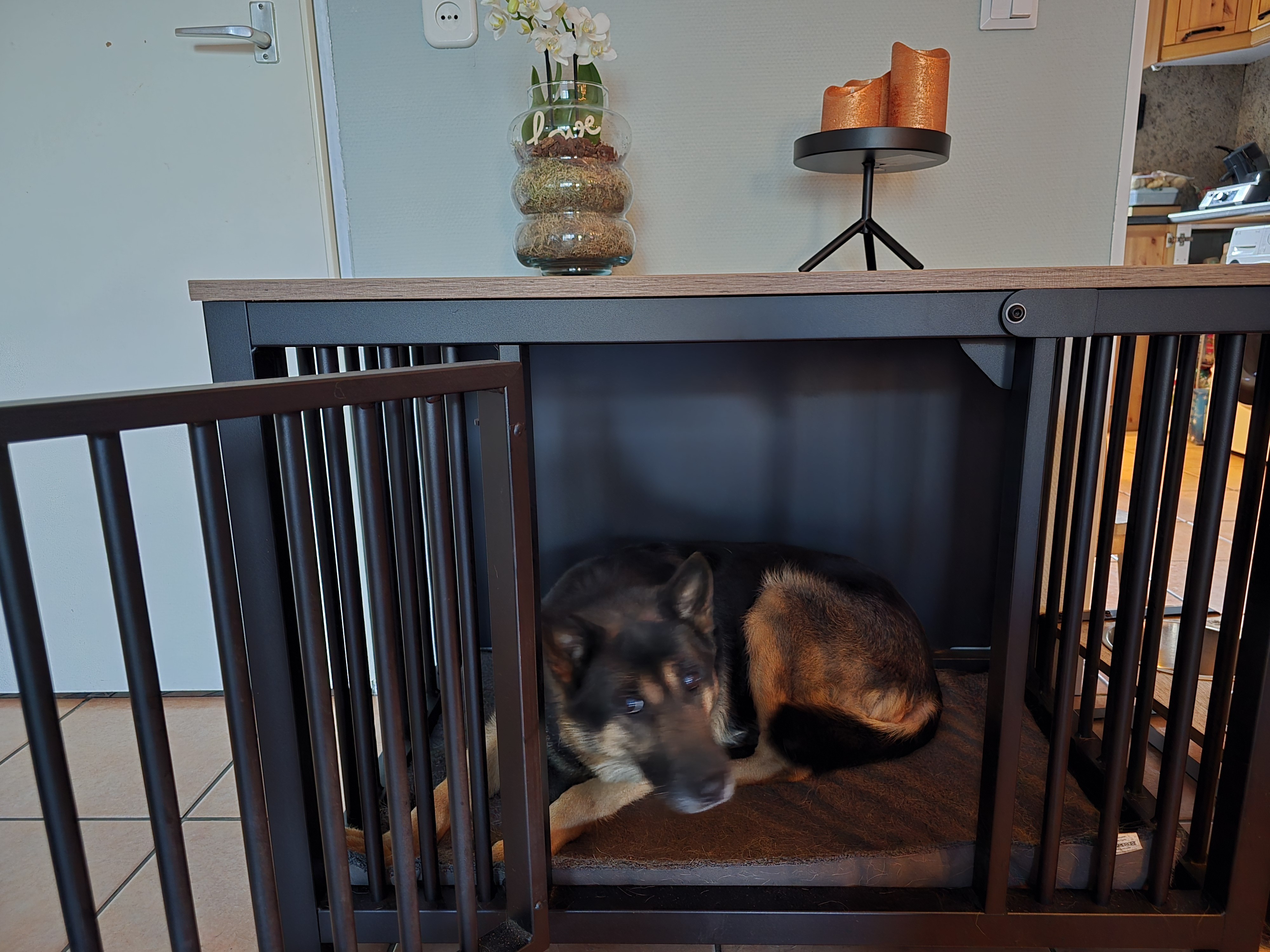 Klantfoto van een oudere hond in een stalen hondenbench
